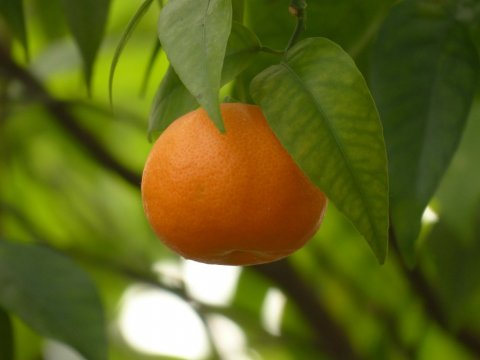Primeur pour vente de fruits exotiques, d'agrumes à Saint-Denis de La Réunion 974 