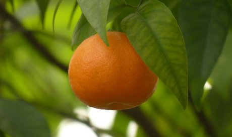 Primeur pour vente de fruits exotiques, d'agrumes à Saint-Denis de La Réunion 974 